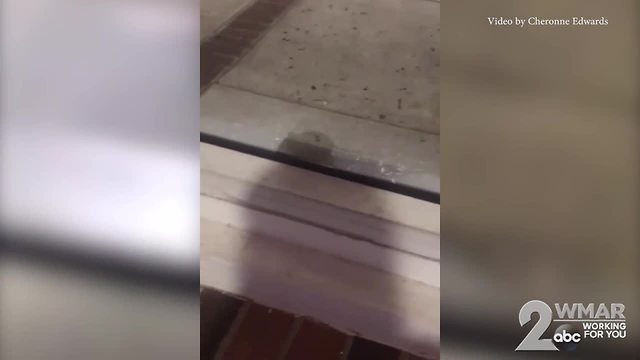 Video shows mice running around local Pizza Hut