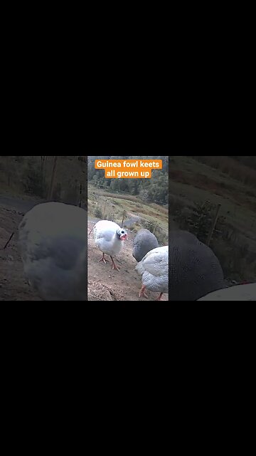 Farm surveillance. Guinea fowl keets all grown up