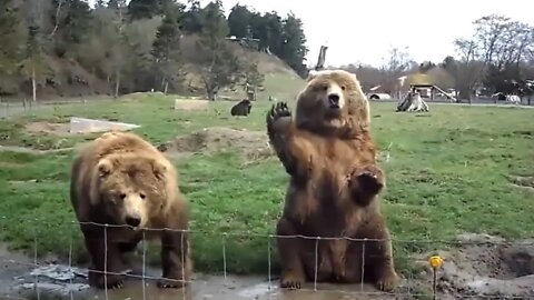 Amazing Bears have Tallent - Cute bear Compilation