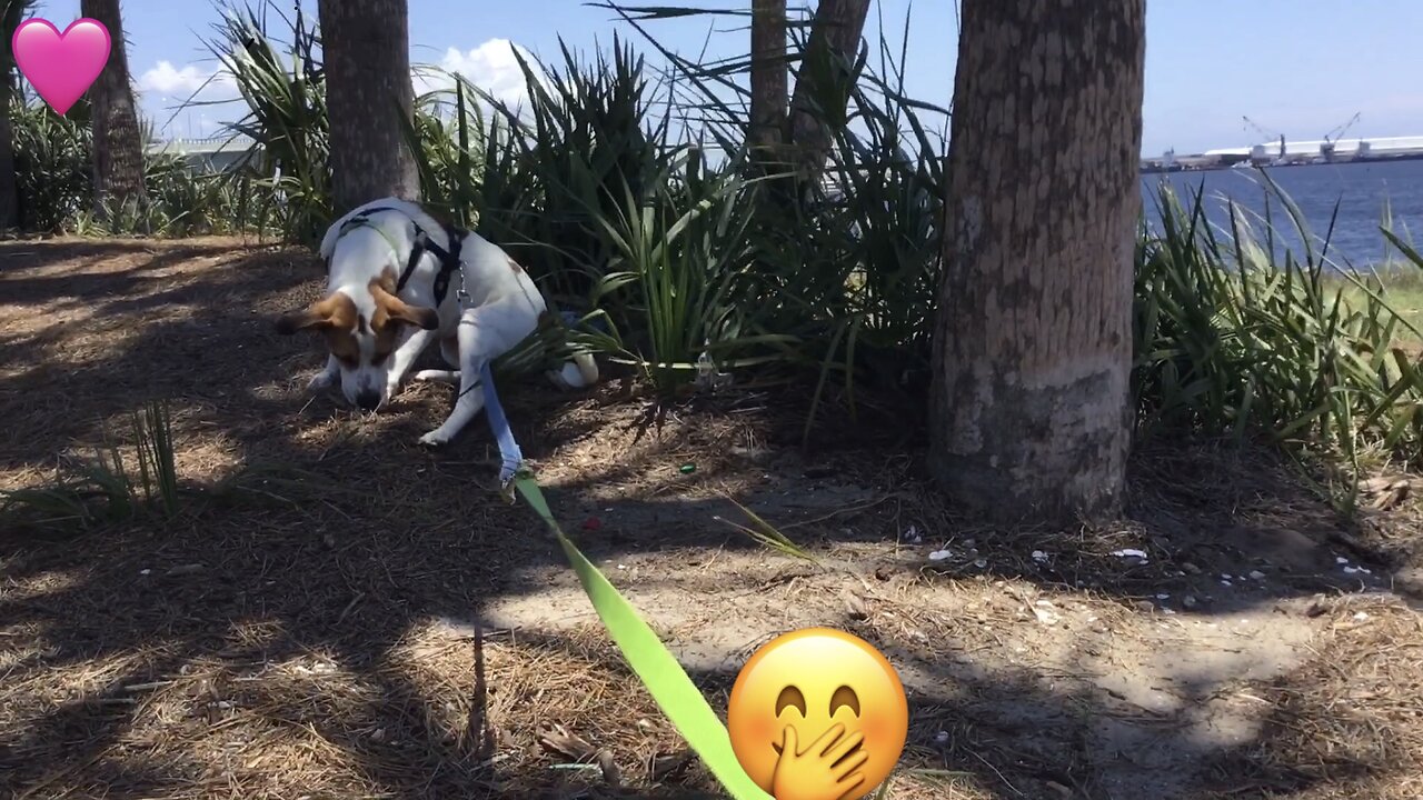 Pup Escapes 1st Wedgie ☺️ [Like hoo-DEE-nee]