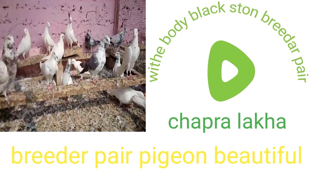 Golden lakha chapra makoy low flying beautiful breeder pair