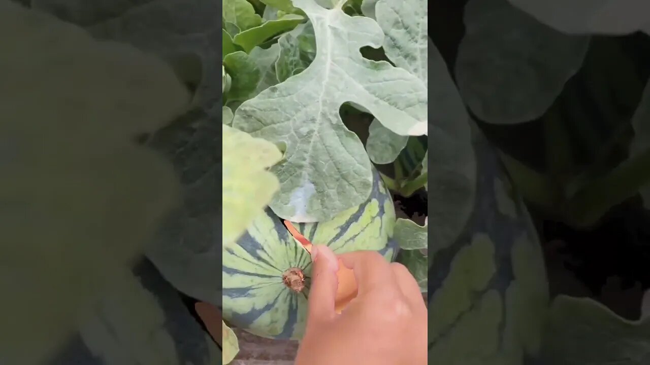 who wants to order fresh melon