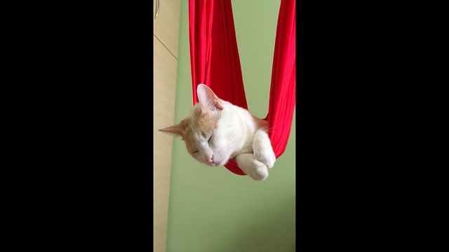 Cat lounges on aerial hammock, lives the good life