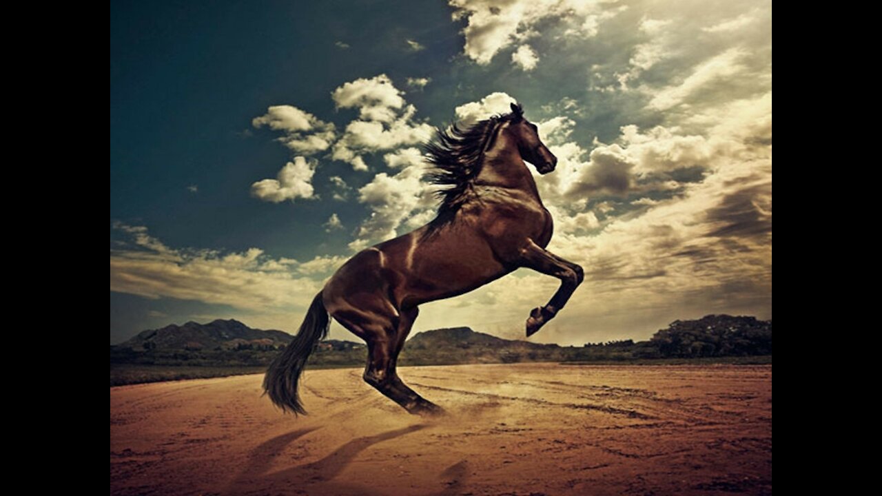 beautiful power horse