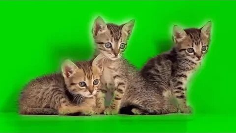 Green Screen animals background green screen effects