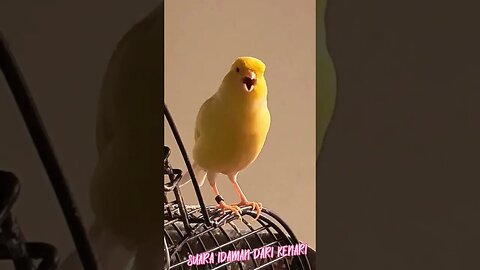 SUARA IDAMAN DARI KENARI