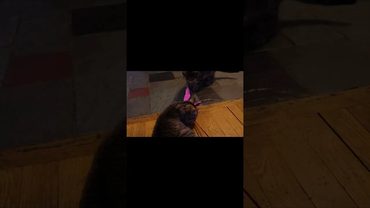 Kittens Settle In