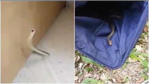 Un homme trouve un serpent chez lui, en Australie