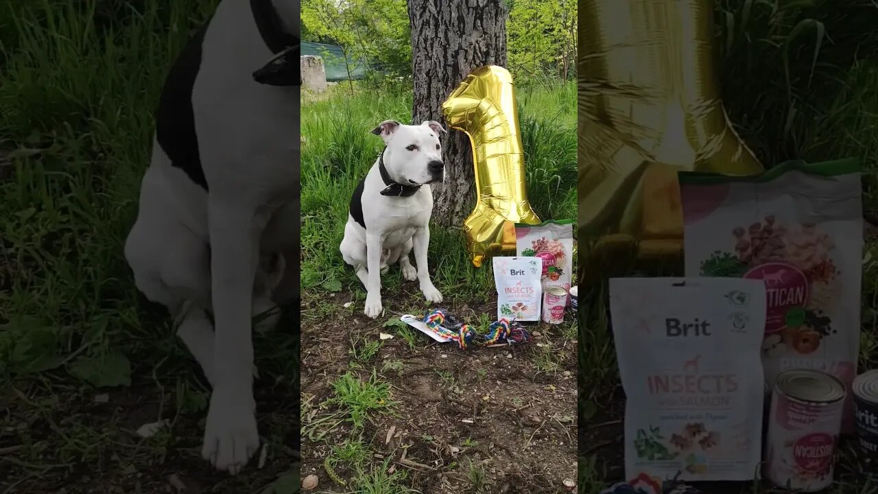 Happy birthday, Nero! 🎉🎉 #1year #shortvideo #amstaff #viral #amstafflove #dog