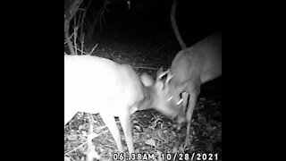 Bucks battle over my mock scrape!