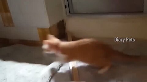 Funny video of cats (comedy time😂😂