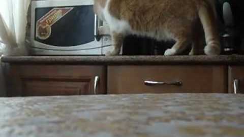 Cat opens microwave || Viral Video UK