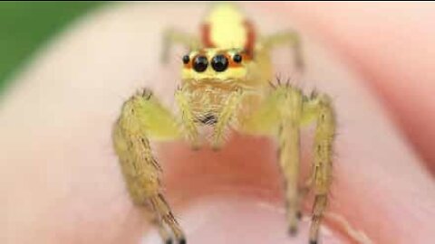 Fascinating close-up of baby jumping spider