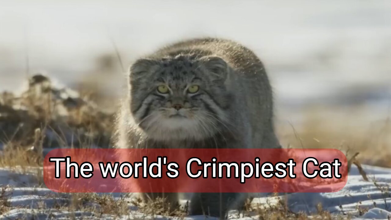 The world's grumpiest cat is going to catch a rat in the sand