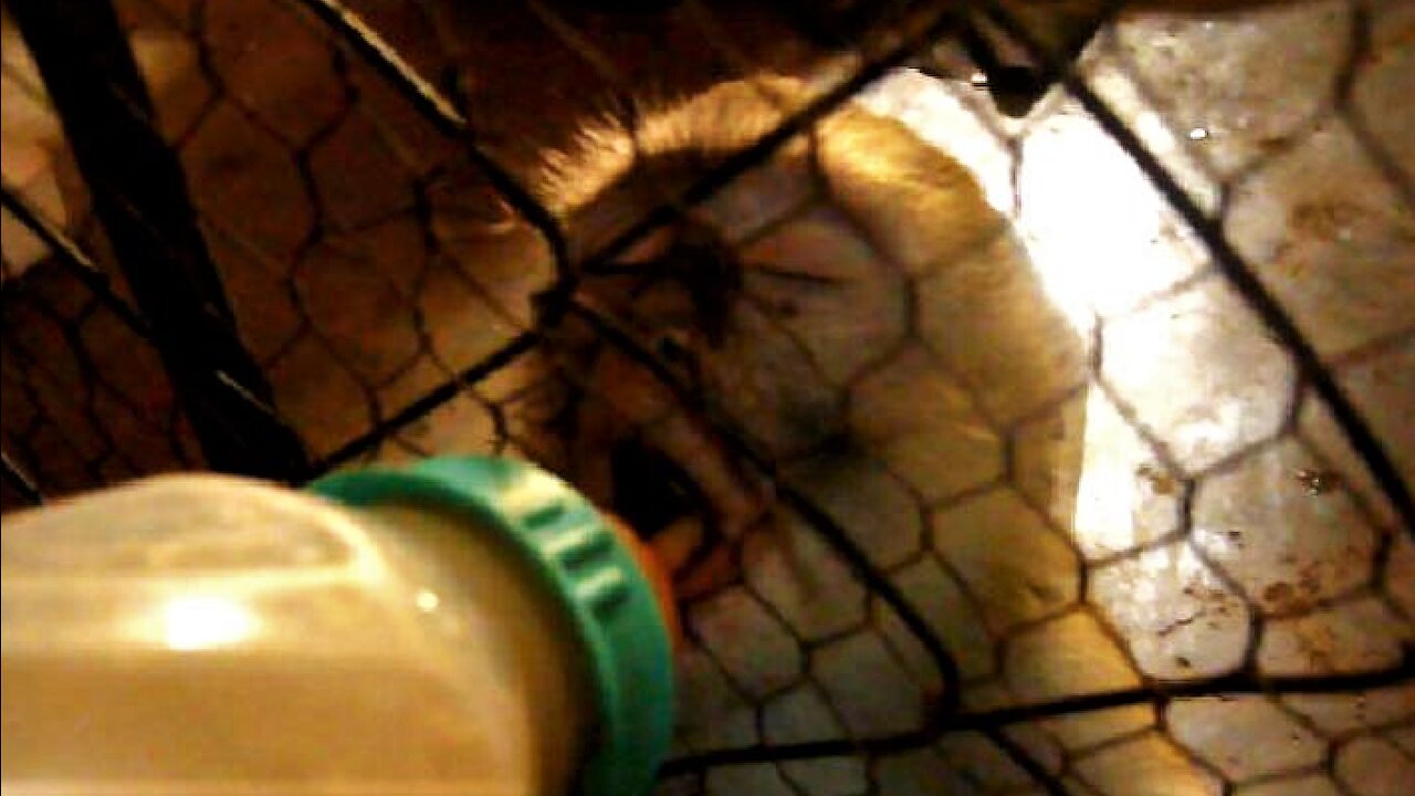 Rescued Vervet Monkeys love getting bottle-fed