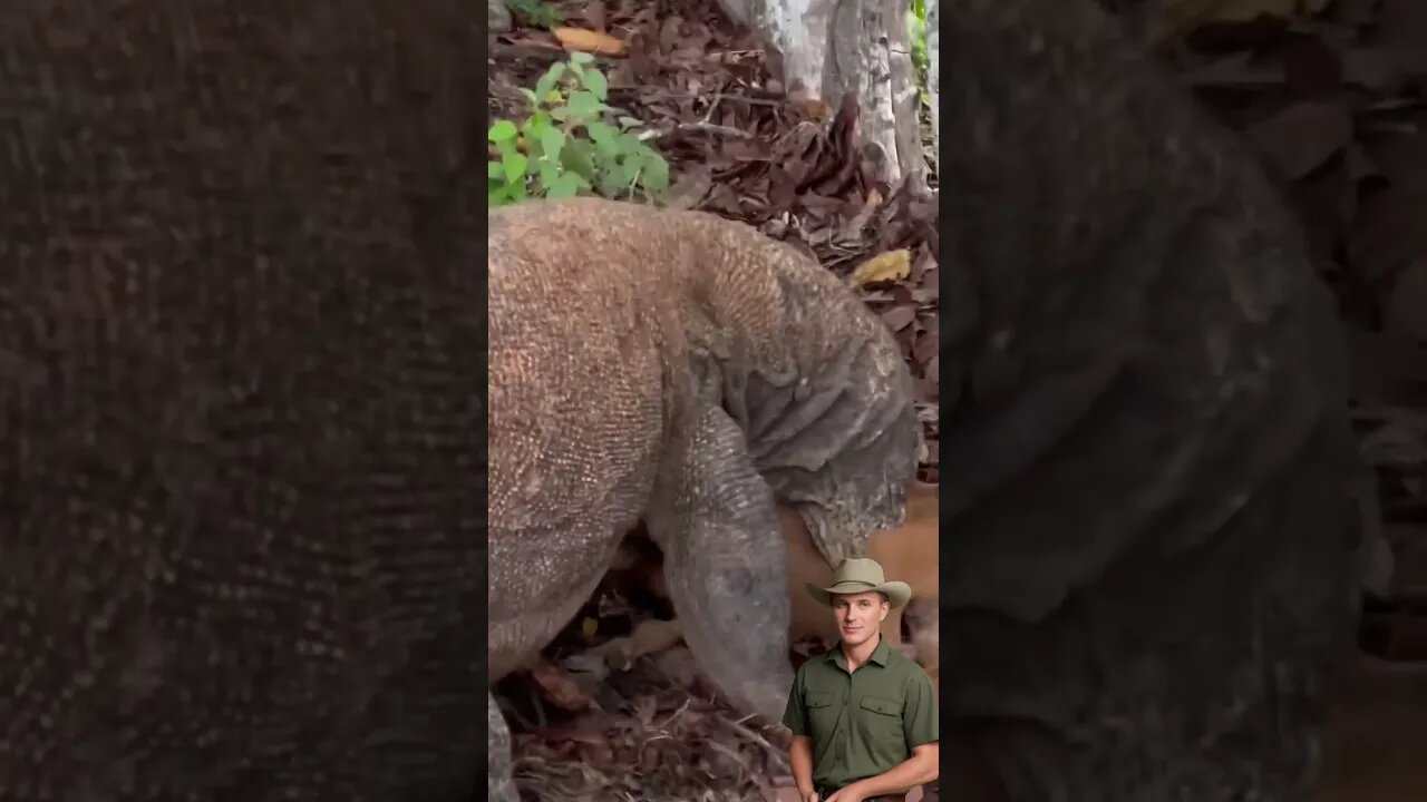 Dragão de Komodo arrebenta Cordeiro!!