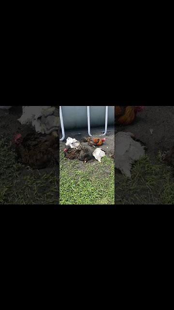 Dustbathing #chickens #chickenlife #homesteading