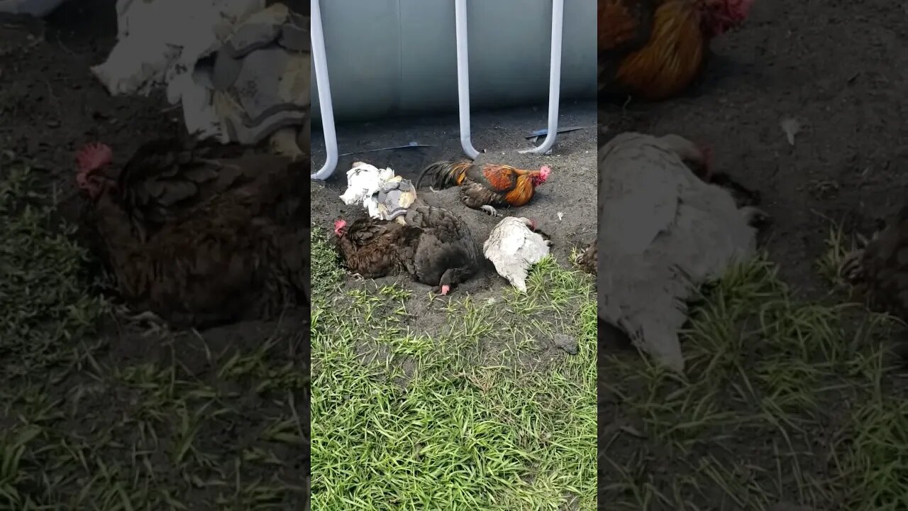 Dustbathing #chickens #chickenlife #homesteading