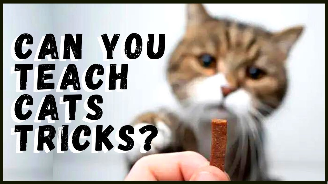 🐱 Cat Training Tips 🐱 30 Tricks To Teach Your Cat ❤