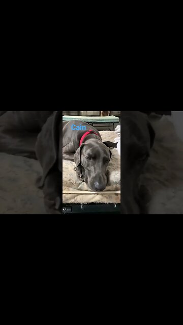 [Shorts 0067] CAIN [#dogs #doggos #doggies #puppies #dogdaycare]