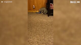 Ce chat est obsédé par un oiseau...virtuel