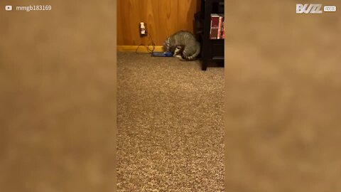 Ce chat est obsédé par un oiseau...virtuel