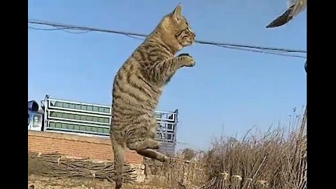 CAT JUMPS HIGH AMAZING VIDEO