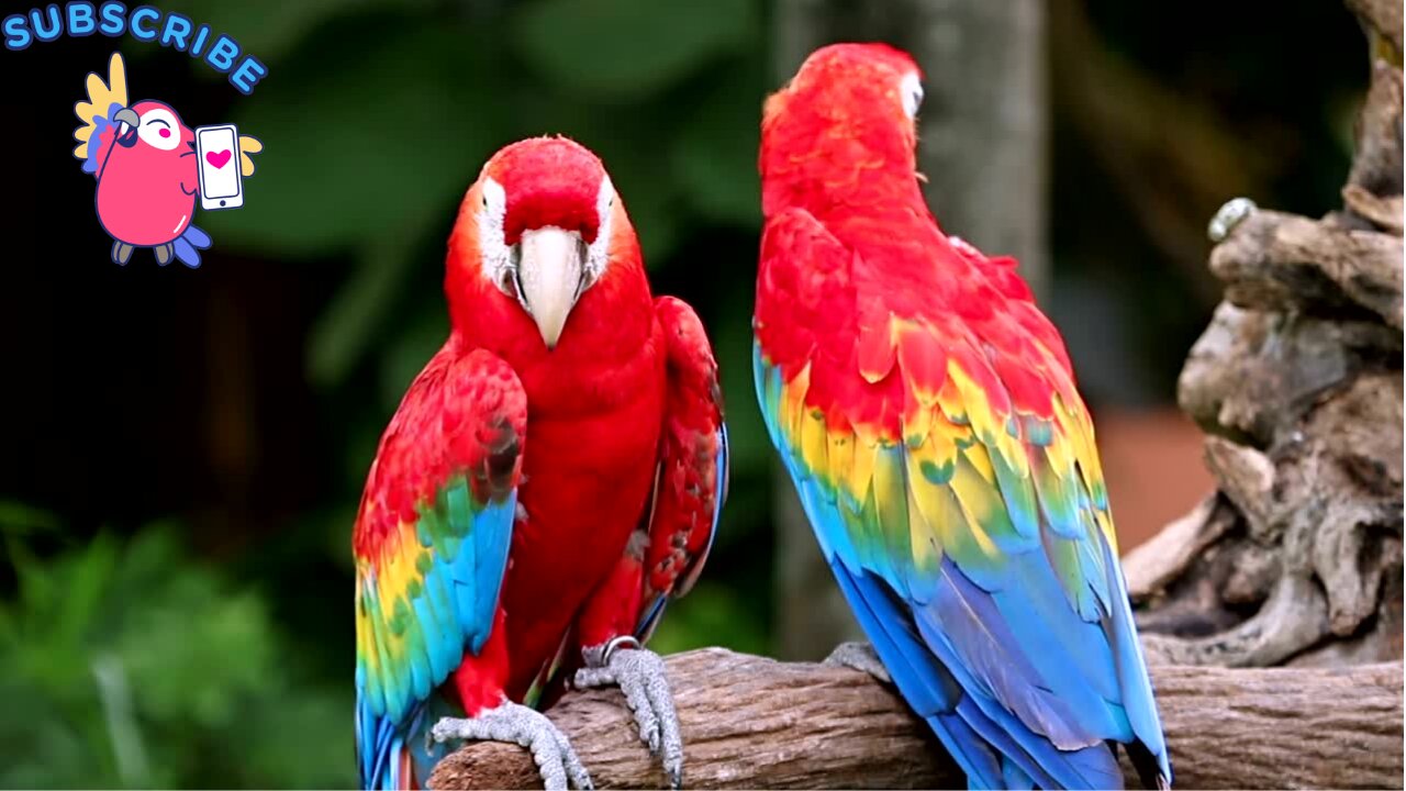 Parrots, also known as psittacines