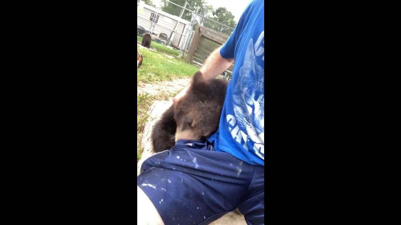 Bear sniffing a pocket