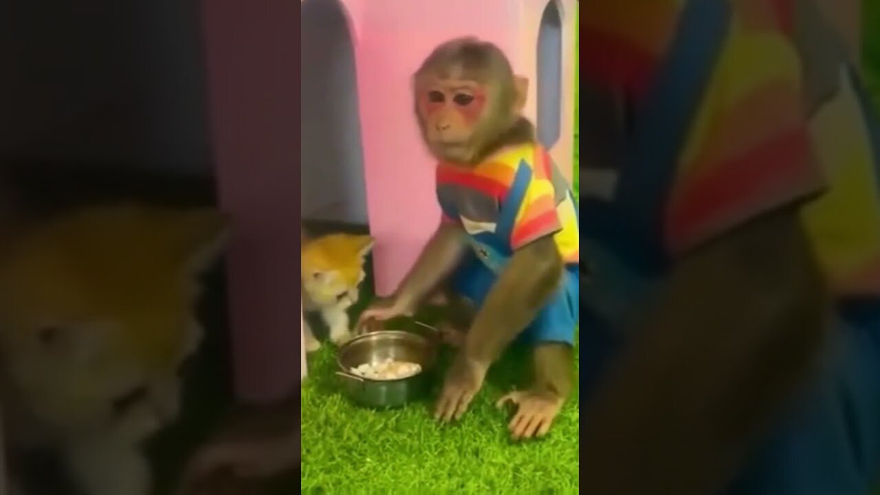 Monkey Feeds Cat