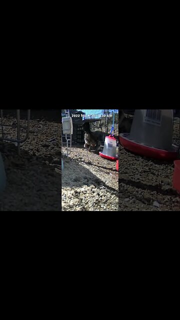 The secret lives of baby chicks