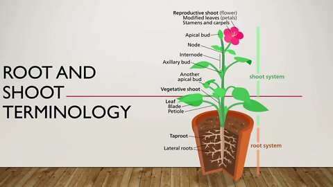 Basic Botany Video 6