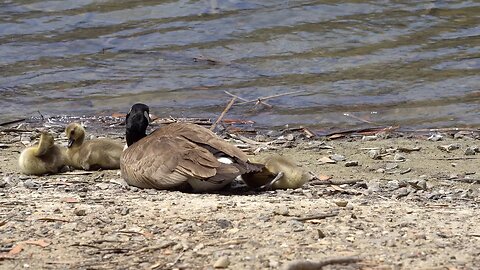 CatTV: baby ducks laying with mom