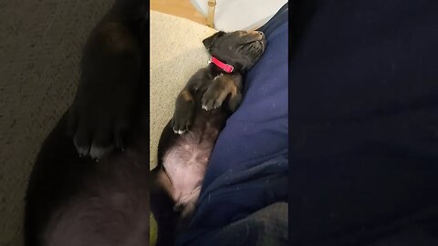 She-Ra 6 Week old Cain Corso Lab mix. How big do you think she will get.