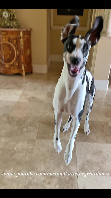 Bouncing Great Danes Are Told They Aren't Going Out Right Now