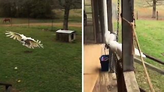 Free range cockatoo flies home when called