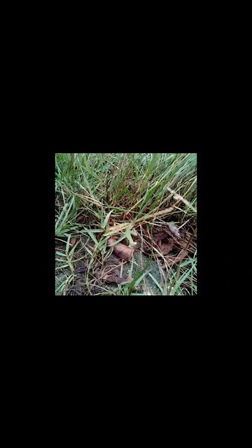 Watch This Fast Jumping Swift Moving Mantis