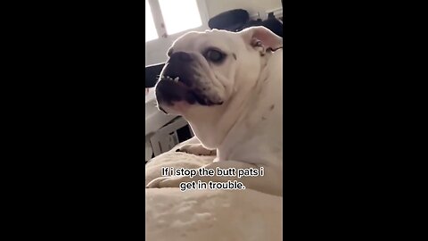 When I Stop Petting My Dog... 😂🐶