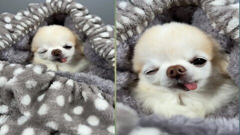 Quite dog child sleep beautiful animals Naturefuture