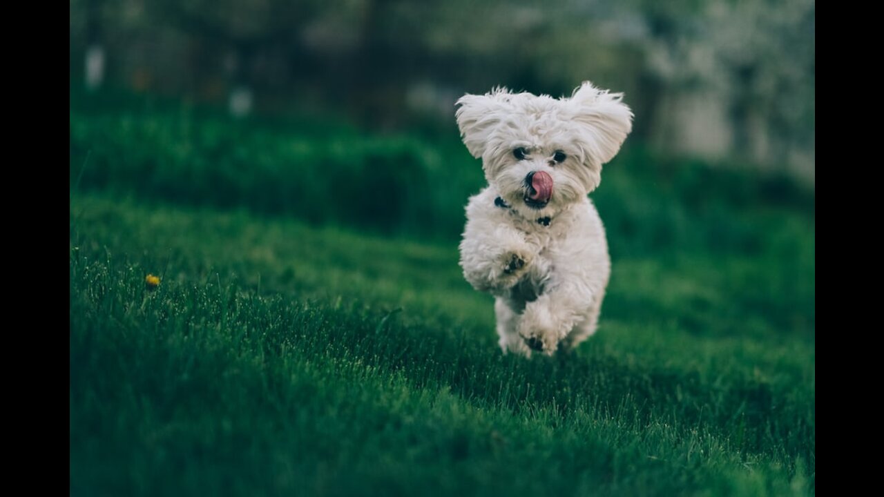 Wait for me. happy dog