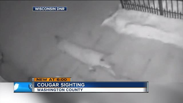 Wisconsin DNR confirms cougar sighting in Washington County