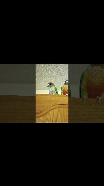My three #greencheekedconure birds