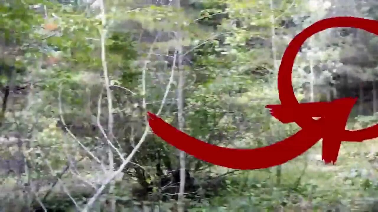 2014 MYSTERY Creature CAUGHT ON TAPE in Canadian Forest BIGFOOT