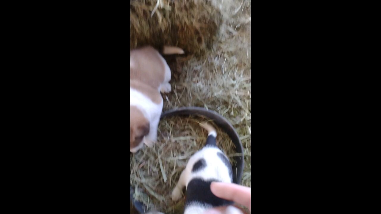 Meeting these rascal puppies for the first time vid 1
