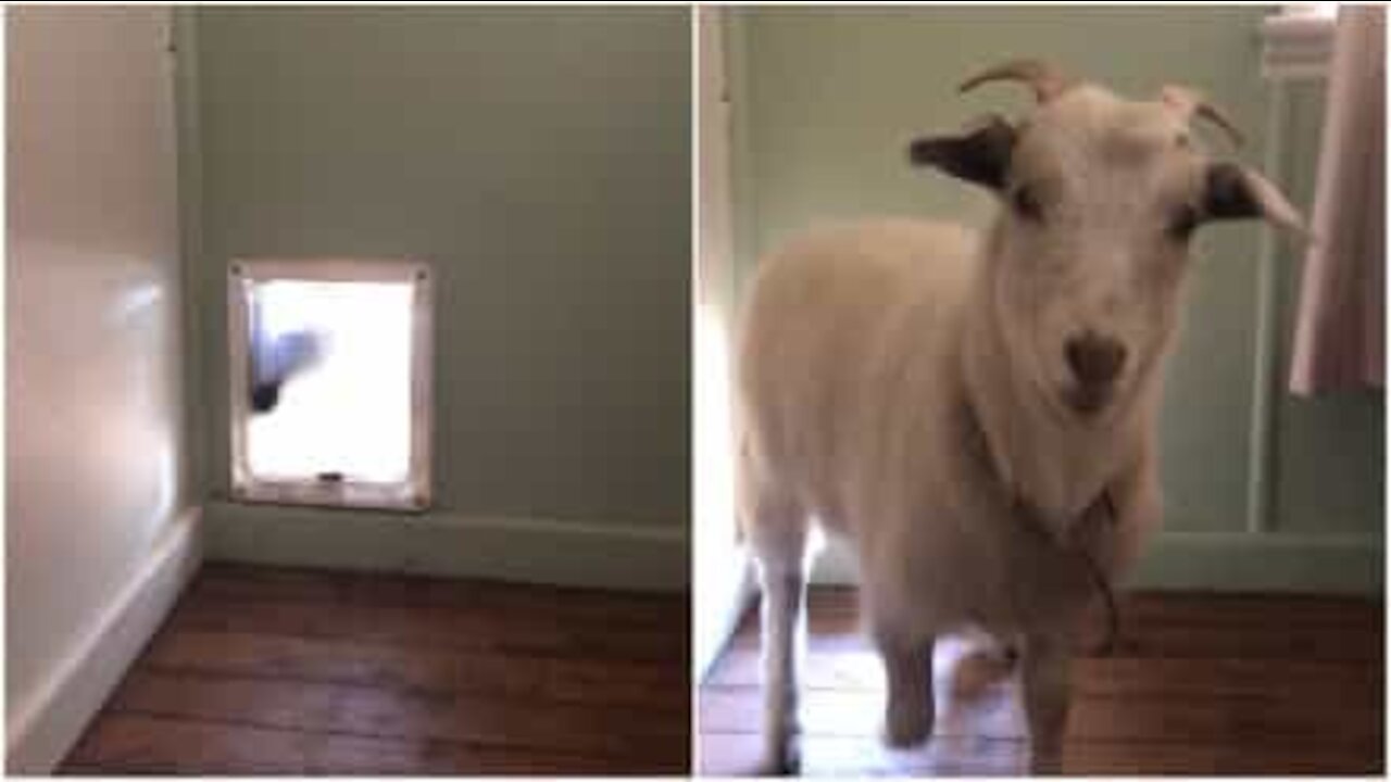 Capretta si comporta come un cagnolino