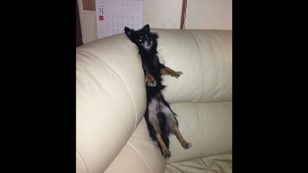 Funny videos of dogs and cats! | #1 | Bronskie