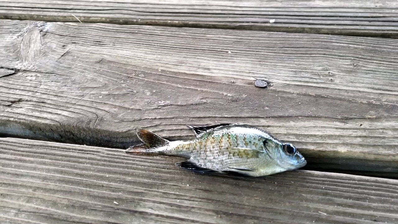 Breakdancing fish