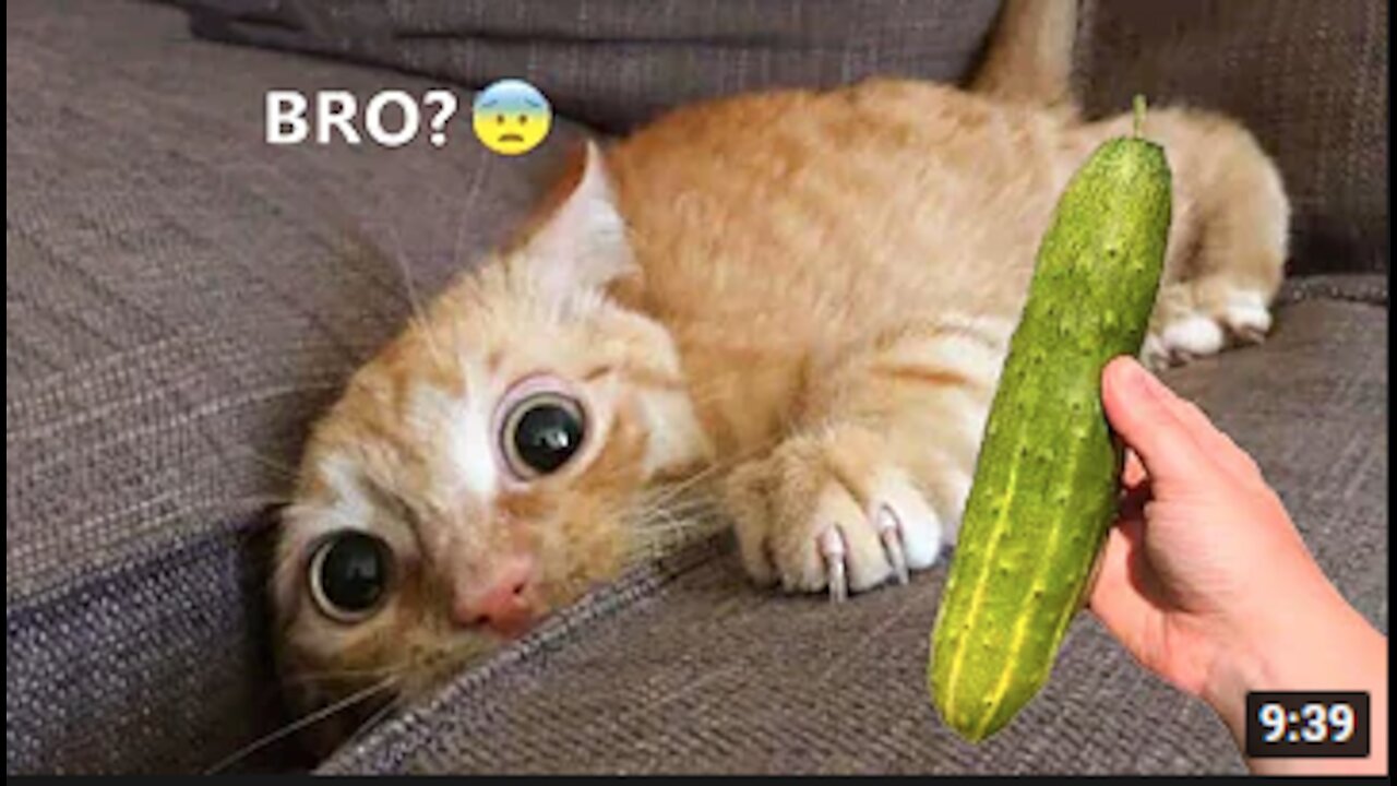 Funniest Animals - Best Of The 2021 Funny Animal Videos