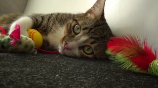 Kitten Sleeps among His Toys