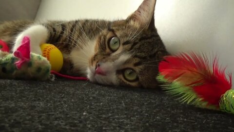 Kitten Sleeps among His Toys